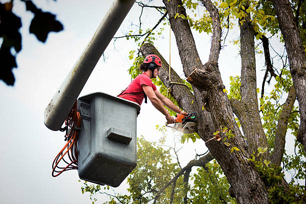 Best Tree Removal  in Ranchester, WY